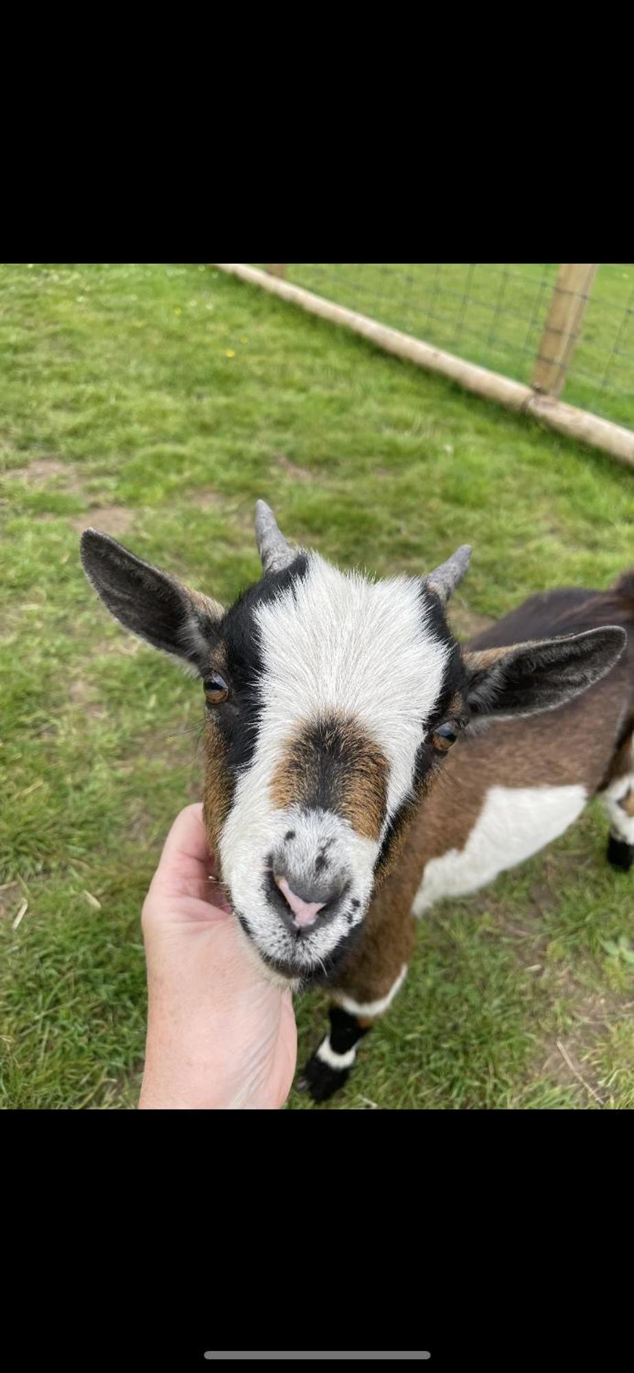 Hotel Millburn Mini Farm Kilwinning Zewnętrze zdjęcie